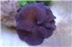 Stichodactyla purple premium 16-20 cm