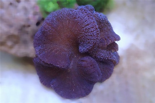 Stichodactyla purple premium 16-20 cm