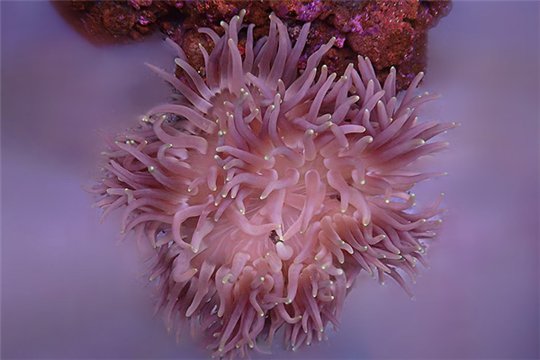 Macrodactyla doreensis 16-20 cm