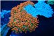 Anemone entacmea sunburst red & green élevage 3-5 cm