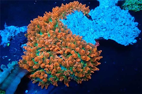 Anemone entacmea sunburst red & green élevage 3-5 cm