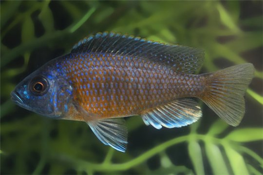 Copadichromis borleyi red fin Kadango 6-8 cm