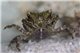 Pitho mirabilis (crabe mangeur d'algues) 2-4 cm