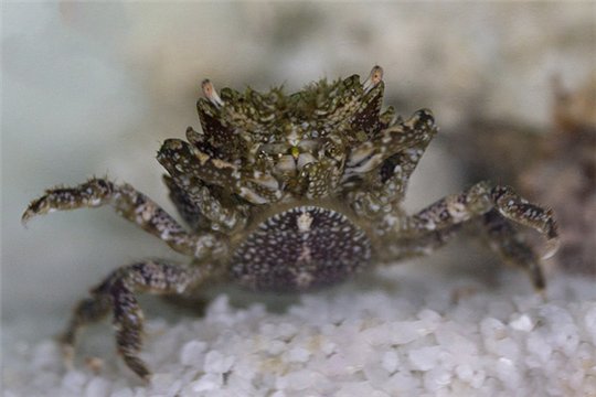 Pitho mirabilis (crabe mangeur d'algues) 2-4 cm