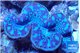 Tridacna maxima breeding blue 5-6 cm WYSIWYG acclimaté