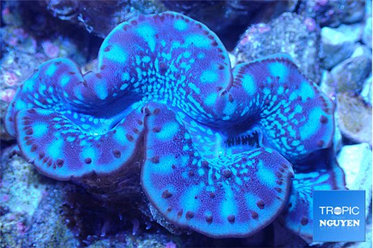 Tridacna maxima breeding blue 5-6 cm WYSIWYG acclimaté