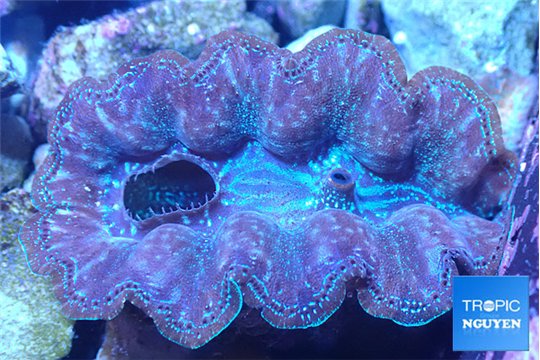 Tridacna crocea breeding blue spot 4-5 cm WYSIWYG acclimaté