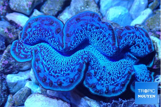 Tridacna maxima breeding blue 5-6 cm WYSIWYG acclimaté