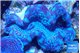 Tridacna maxima breeding blue 5-6 cm WYSIWYG acclimaté