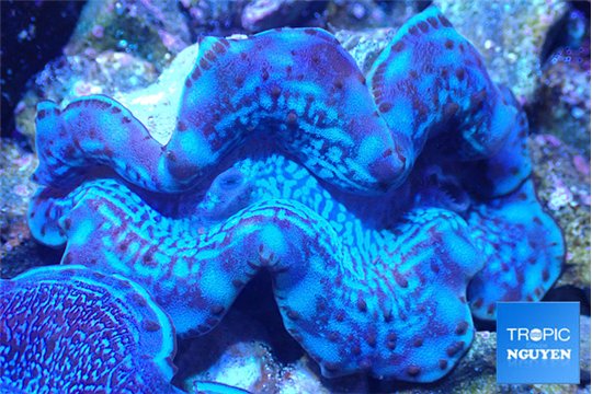 Tridacna maxima breeding blue 5-6 cm WYSIWYG acclimaté