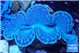 Tridacna maxima breeding blue 5-6 cm WYSIWYG acclimaté
