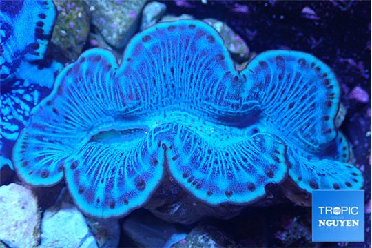 Tridacna maxima breeding blue 5-6 cm WYSIWYG acclimaté