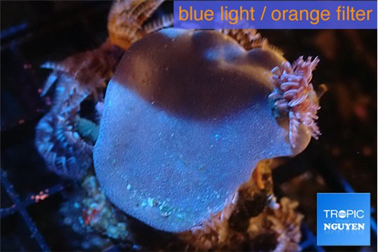 Sarcophyton white polyps + sabelles 4-6 cm WYSIWYG acclimaté