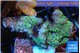 Montipora & purple polyps 3-5 cm WYSIWYG acclimaté