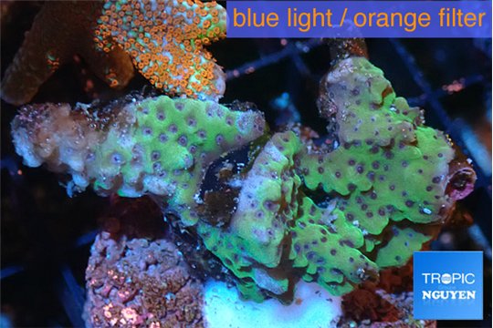 Montipora & purple polyps 3-5 cm WYSIWYG acclimaté