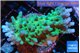 Acropora neon green 3-5 cm WYSIWYG acclimaté
