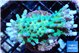 Acropora neon green 3-5 cm WYSIWYG acclimaté