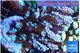 Acropora purple & blue ice 7-11 cm WYSIWYG acclimaté