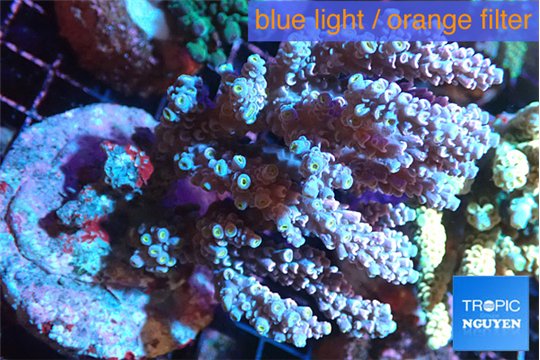 Acropora purple & blue ice 7-11 cm WYSIWYG acclimaté