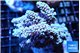 Acropora purple & blue ice 7-11 cm WYSIWYG acclimaté