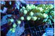 Acropora gold 7-11 cm WYSIWYG acclimaté