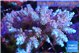 Acropora pink 7-11 cm WYSIWYG acclimaté