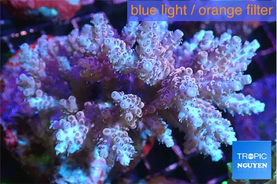 Acropora pink 7-11 cm WYSIWYG acclimaté