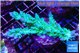Acropora green & blue ice 7-10 cm WYSIWYG acclimaté