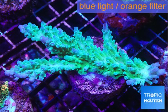 Acropora green & blue ice 7-10 cm WYSIWYG acclimaté