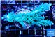 Acropora green & blue ice 7-10 cm WYSIWYG acclimaté