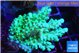 Acropora green & blue tip Fijii 4-6 cm WYSIWYG acclimaté