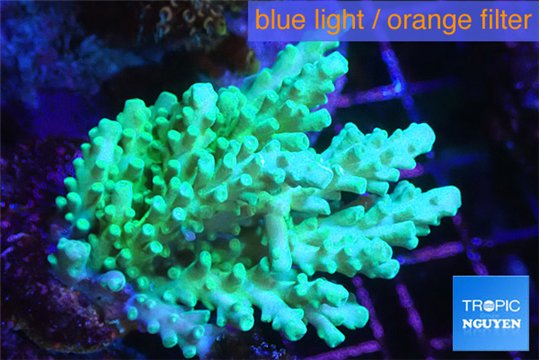 Acropora green & blue tip Fijii 4-6 cm WYSIWYG acclimaté