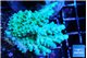 Acropora green & blue tip Fijii 4-6 cm WYSIWYG acclimaté