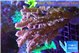 Acropora pink 8-12 cm WYSIWYG acclimaté