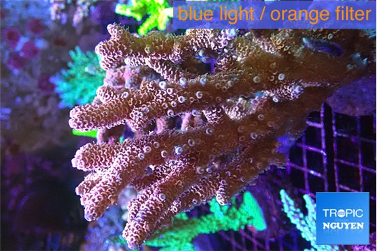 Acropora pink 8-12 cm WYSIWYG acclimaté