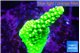 Acropora neon green 2-3 cm WYSIWYG acclimaté