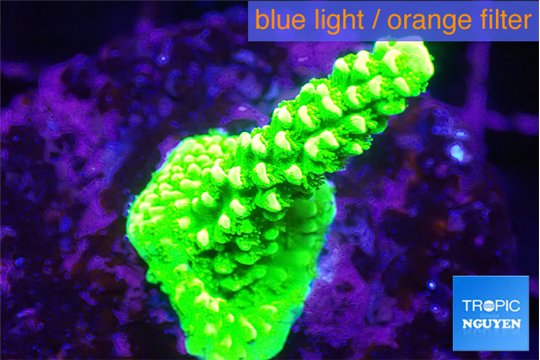 Acropora neon green 2-3 cm WYSIWYG acclimaté