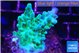 Acropora purple green 3-4 cm WYSIWYG acclimaté