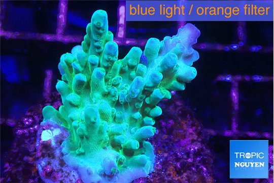 Acropora purple green 3-4 cm WYSIWYG acclimaté