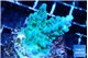 Acropora purple green 3-4 cm WYSIWYG acclimaté