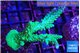 Acropora green & purple tip 5-6 cm WYSIWYG acclimaté