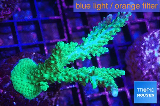 Acropora green & purple tip 5-6 cm WYSIWYG acclimaté