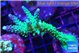Acropora green & purple tip 5-6 cm WYSIWYG acclimaté
