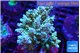 Acropora golden purple 7-11 cm WYSIWYG acclimaté