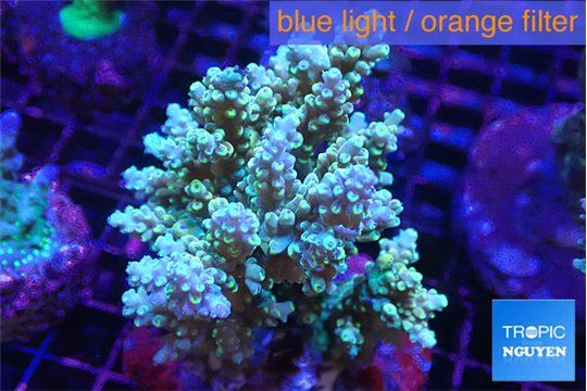 Acropora golden purple 7-11 cm WYSIWYG acclimaté
