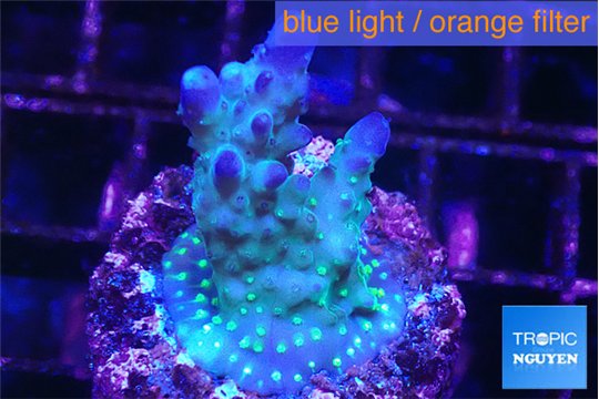 Acropora purple & white polyps Fijii 2-3 cm WYSIWYG acclimaté