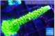 Acropora neon green 4-6 cm WYSIWYG acclimaté