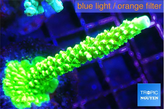 Acropora neon green 4-6 cm WYSIWYG acclimaté