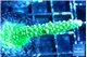 Acropora neon green 4-6 cm WYSIWYG acclimaté