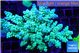 Acropora tenuis green & blue tip 7-12 cm WYSIWYG acclimaté